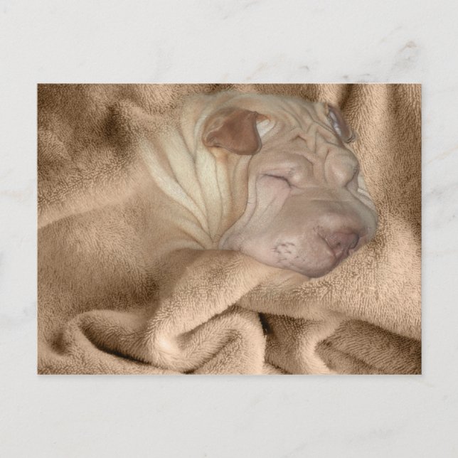 Chinesischer Shar Pei Camouflage, wrinkle Hiding S Postkarte (Vorderseite)