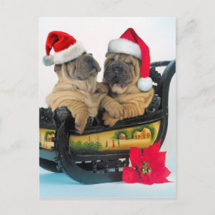 Chinesischer Shar-Pei mit Weihnachtshüten Postkarte