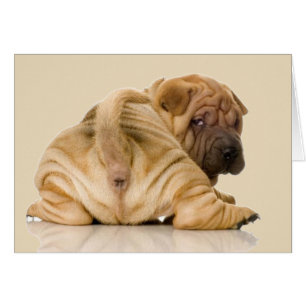 Chinesischer Shar-pei-Welpenhund