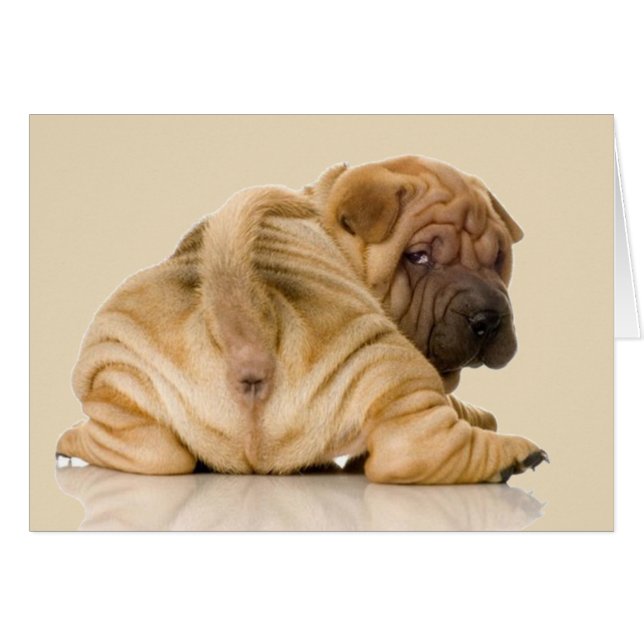 Chinesischer Shar-pei-Welpenhund (Vorderseite (Horizontal))