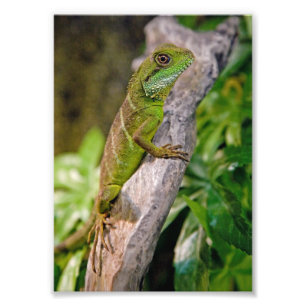 Chinesischer Wasser-Drache-Druck Fotodruck