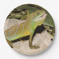 Chinesischer Wasserdrache für Eidechsenliebhaber