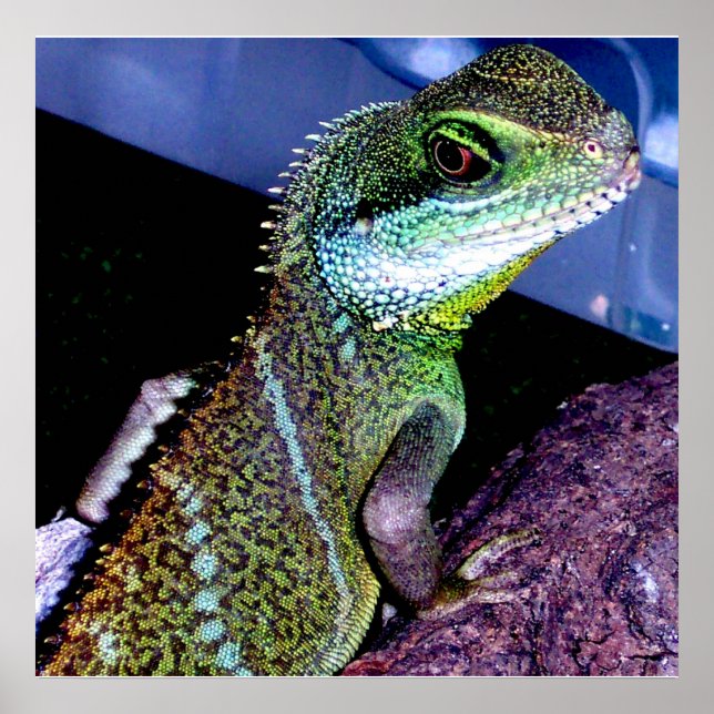 Chinesischer Wasserdrache Poster (Vorne)