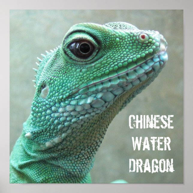 Chinesischer Wasserdrache Poster (Vorne)