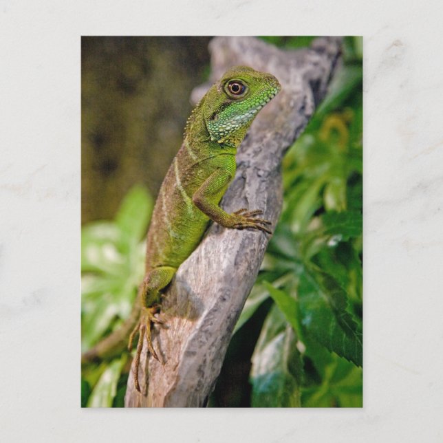 Chinesischer Wasserdrache Postkarte (Vorderseite)