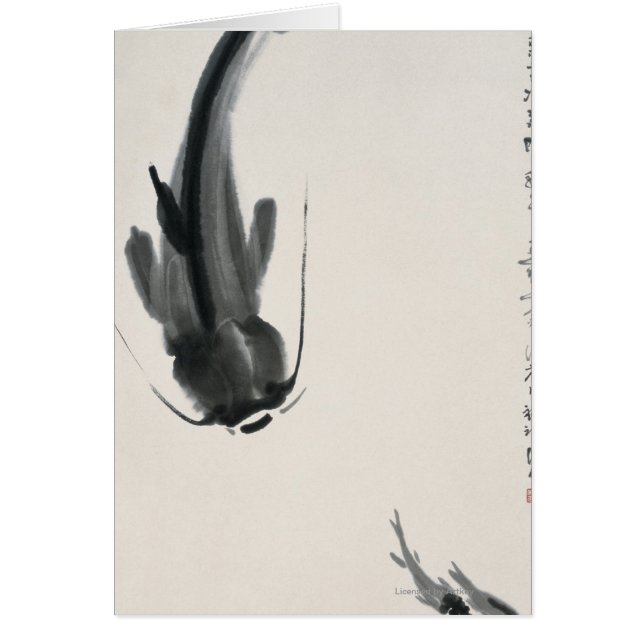 Chinesischer Wels (Vorne)