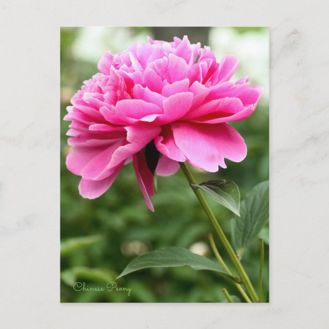 Chinesisches Peony [Postcard] Postkarte (Vorderseite)