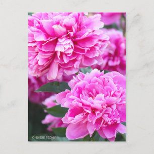 Chinesisches Peony [Postcard] Postkarte