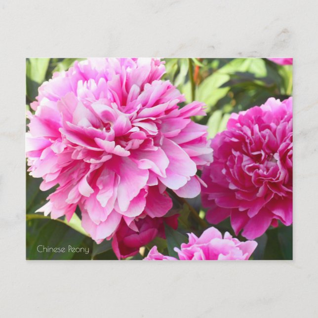 Chinesisches Peony [Postcard] Postkarte (Vorderseite)
