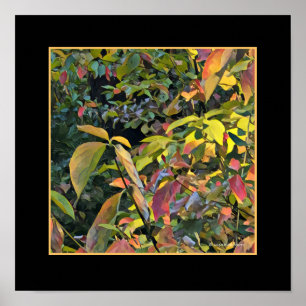 Chinesisches Pistio im Herbst Poster