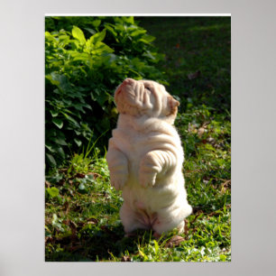 Chinesisches Shar-pei-Puppy-Poster Poster