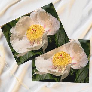 Chinesisches weißes Peony Postkarte