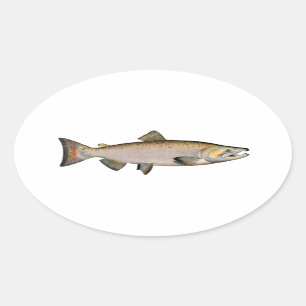Chinook - Königslachs (Phase laichend) Ovaler Aufkleber