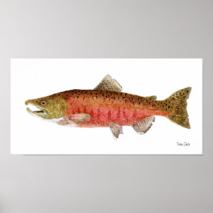 Chinook Lachs in Spawnkleid Poster