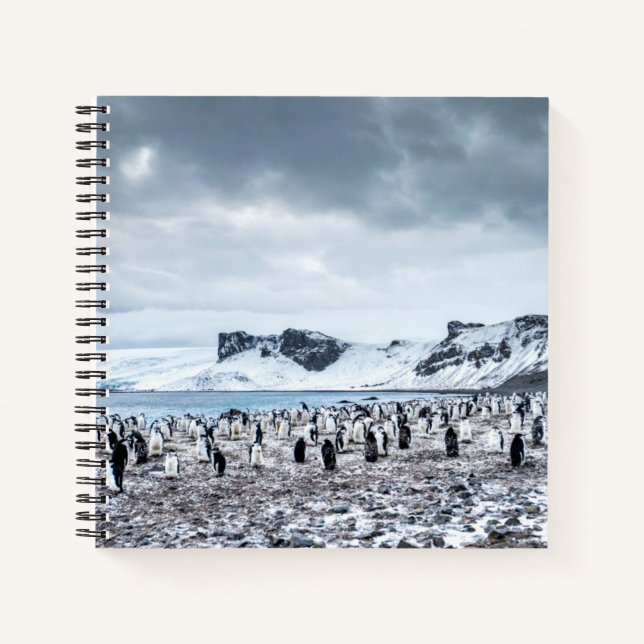 Chinstrap Penguin Colony Landscape Notizbuch (Vorderseite)