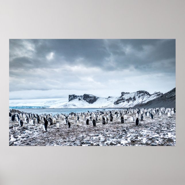 Chinstrap Penguin Colony Landscape Poster (Vorne)