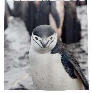 CHINSTRAP PENGUIN DUSCHVORHANG