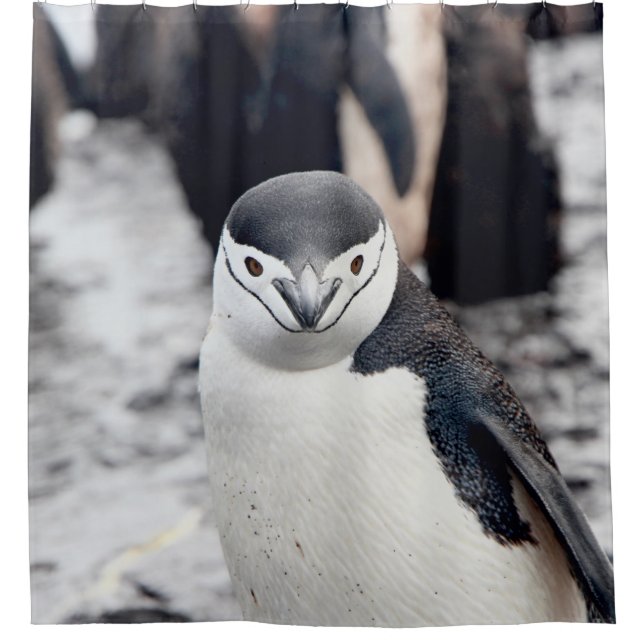 CHINSTRAP PENGUIN DUSCHVORHANG (Vorderseite)