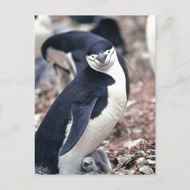 Chinstrap Penguin, Manchot, Jonulaire ( Pygosceli Postkarte (Vorderseite)