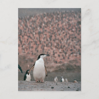 Chinstrap Penguin Postcard Postkarte