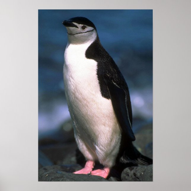 Chinstrap Penguin Poster (Vorne)