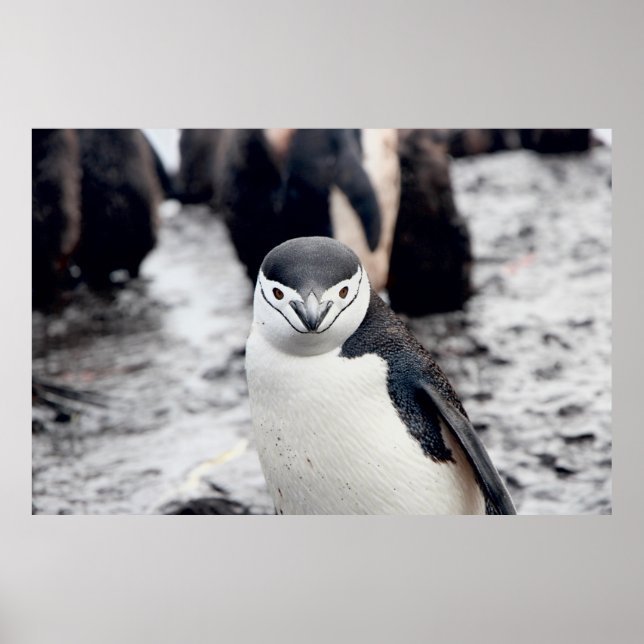 CHINSTRAP PENGUIN POSTER (Vorne)