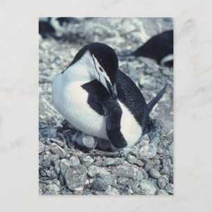 Chinstrap Penguin Postkarte