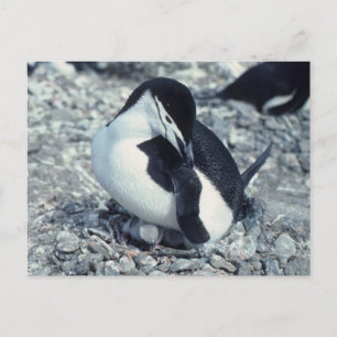 Chinstrap Penguin Postkarte
