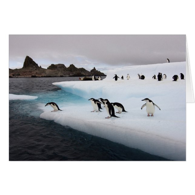 Chinstrap Penguins (Vorderseite (Horizontal))