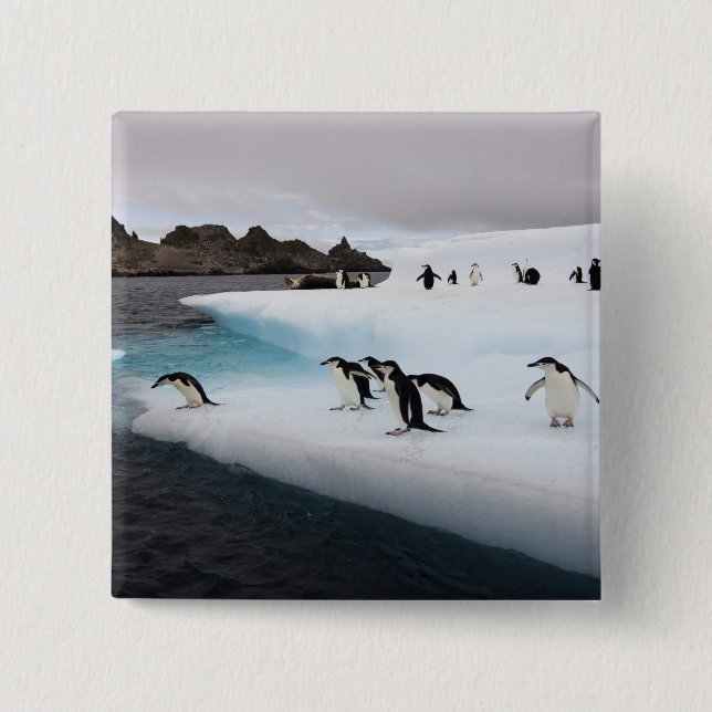 Chinstrap Penguins Button (Vorderseite)