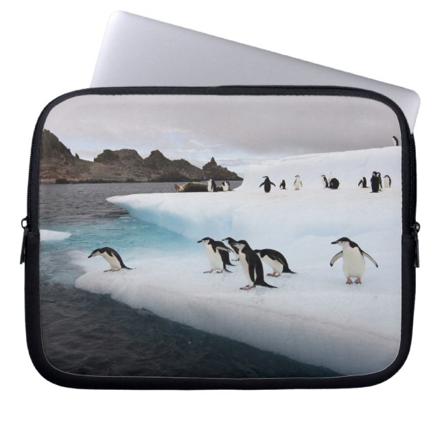 Chinstrap Penguins Laptopschutzhülle (Vorderseite)