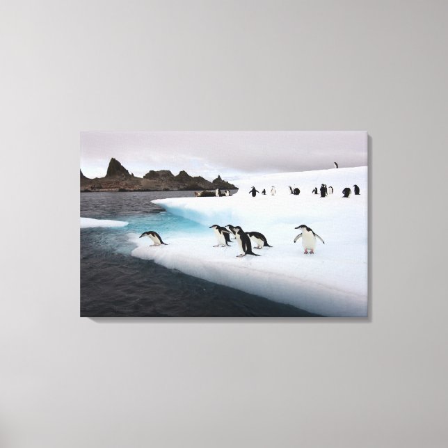 Chinstrap Penguins Leinwanddruck (Vorderseite)