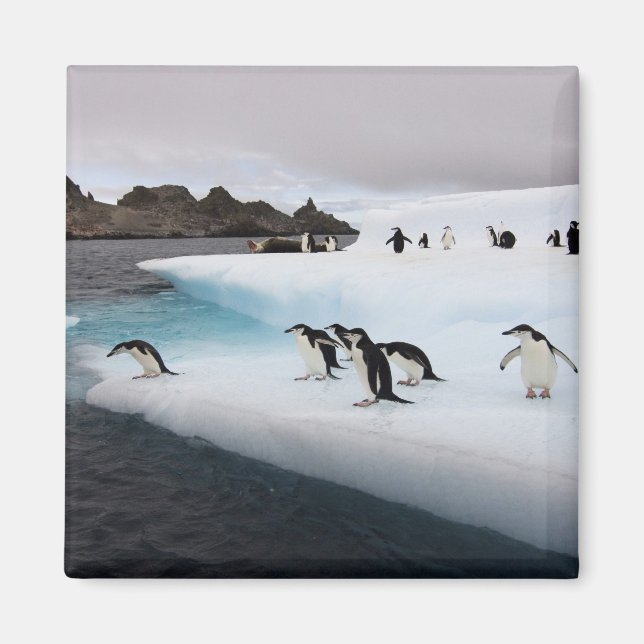 Chinstrap Penguins Magnet (Vorne)
