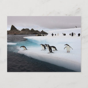 Chinstrap Penguins Postkarte
