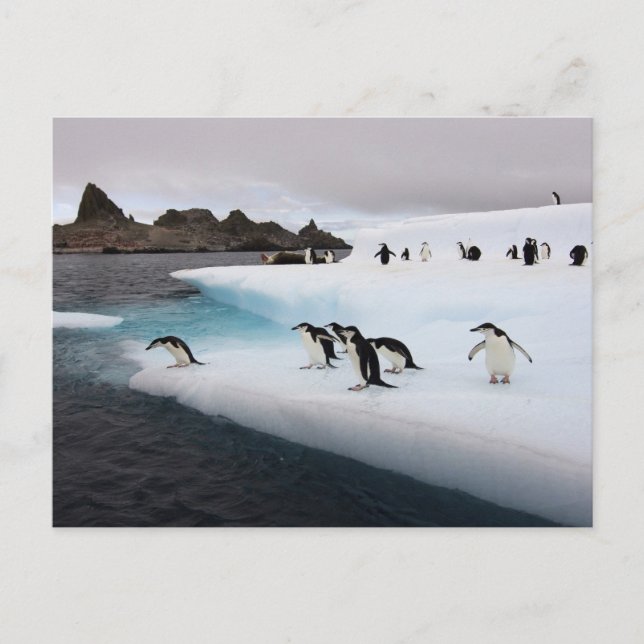 Chinstrap Penguins Postkarte (Vorderseite)