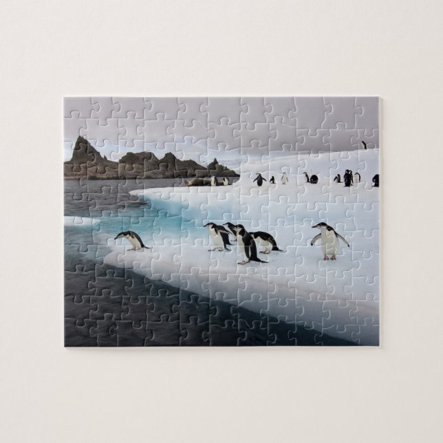 Chinstrap Penguins Puzzle (Horizontal)