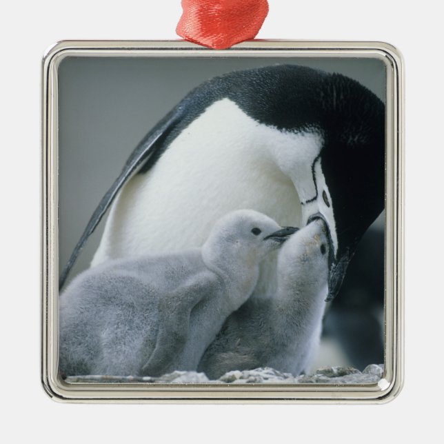 Chinstrap Penguins, Pygoscelis antarctica), Ornament Aus Metall (Vorne)