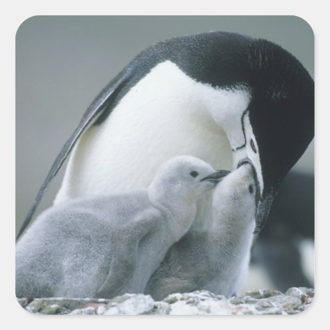 Chinstrap Penguins, Pygoscelis antarctica), Quadratischer Aufkleber (Vorderseite)