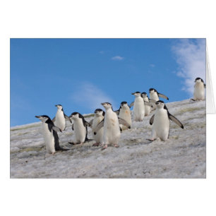 Chinstrap Penguins   Pygoscelis Antarktis