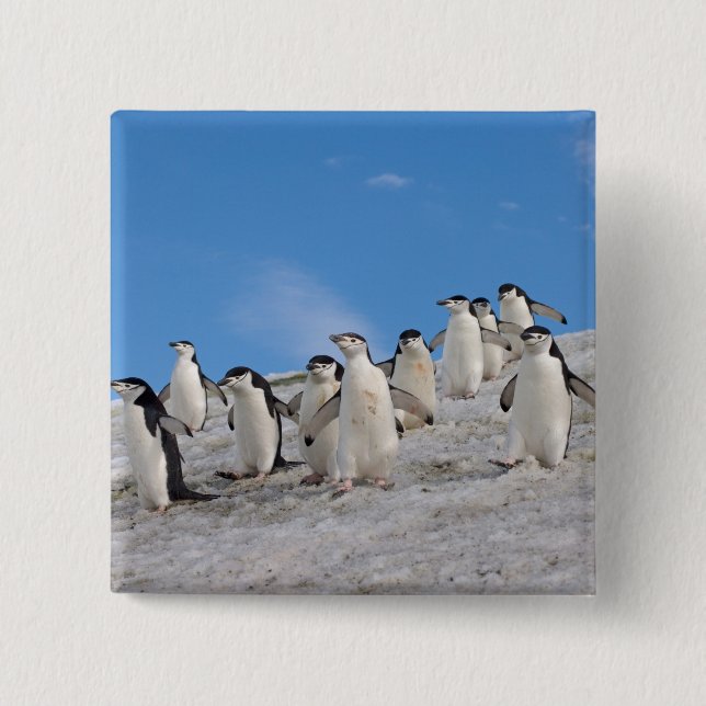 Chinstrap Penguins | Pygoscelis Antarktis Button (Vorderseite)