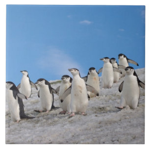 Chinstrap Penguins Pygoscelis Antarktis Fliese