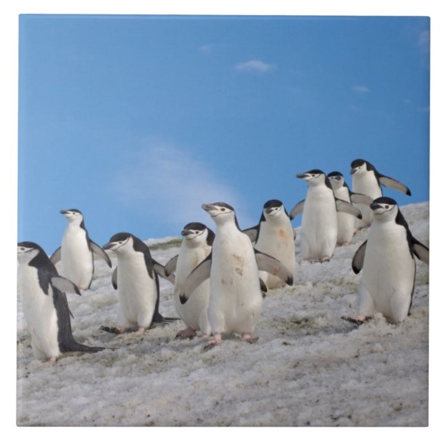 Chinstrap Penguins | Pygoscelis Antarktis Fliese (Vorderseite)