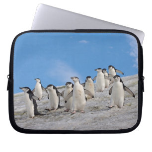 Chinstrap Penguins   Pygoscelis Antarktis Laptopschutzhülle