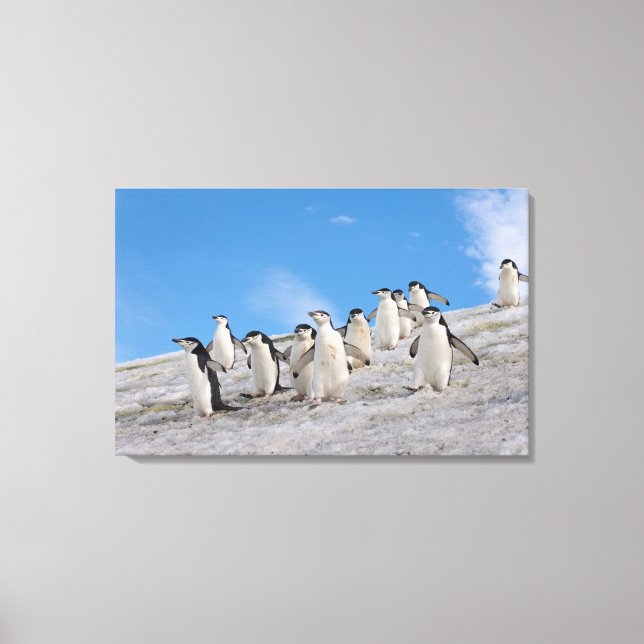 Chinstrap Penguins | Pygoscelis Antarktis Leinwanddruck (Vorderseite)