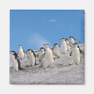 Chinstrap Penguins Pygoscelis Antarktis Magnet