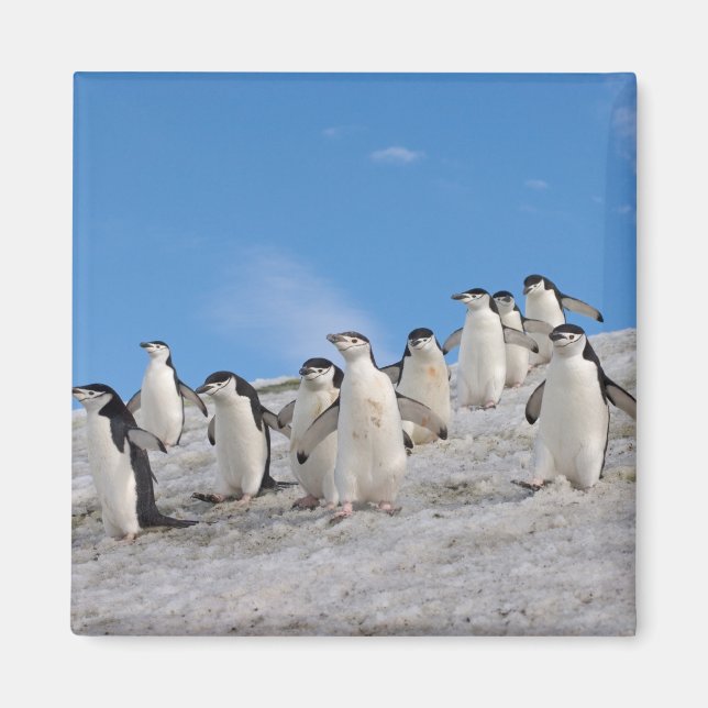 Chinstrap Penguins | Pygoscelis Antarktis Magnet (Vorne)