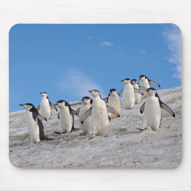 Chinstrap Penguins | Pygoscelis Antarktis Mousepad (Vorne)