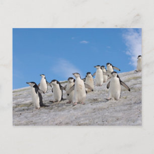 Chinstrap Penguins   Pygoscelis Antarktis Postkarte