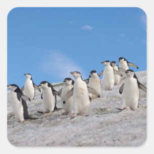 Chinstrap Penguins   Pygoscelis Antarktis Quadratischer Aufkleber