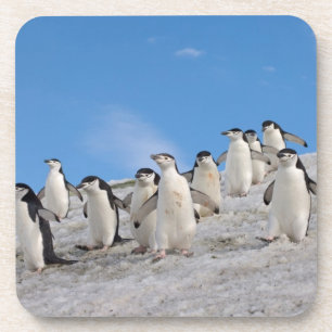 Chinstrap Penguins Pygoscelis Antarktis Untersetzer